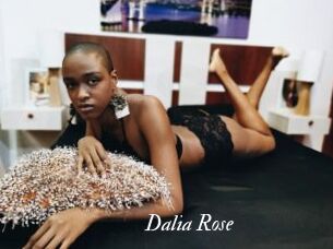 Dalia_Rose