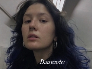 Daisycurles