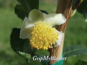 GripMyBlanket