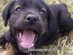 Indianajonestest