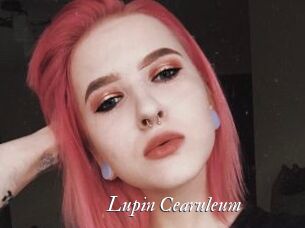 Lupin_Cearuleum