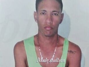 Male_stallion