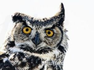 Owlface